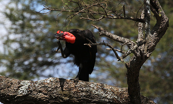 Ground hornbill - Tarangire