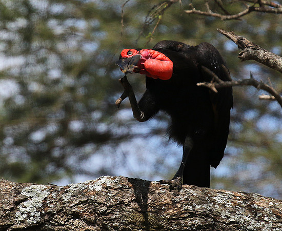 Ground hornbill - Tarangire