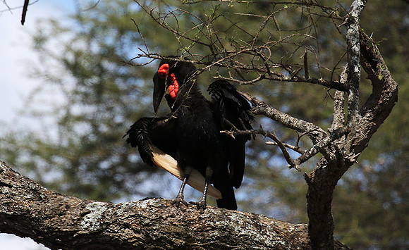Ground hornbill - Tarangire