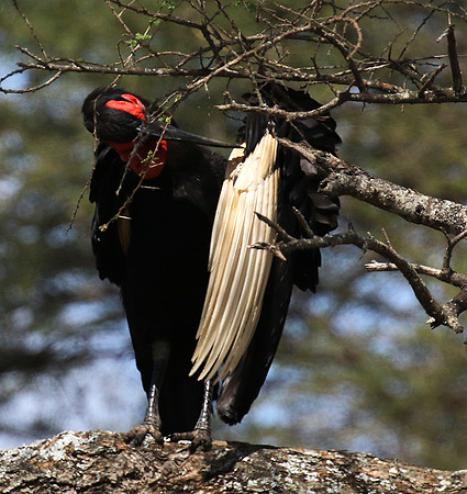 Ground hornbill - Tarangire