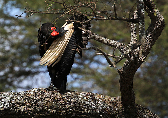 Ground hornbill - Tarangire