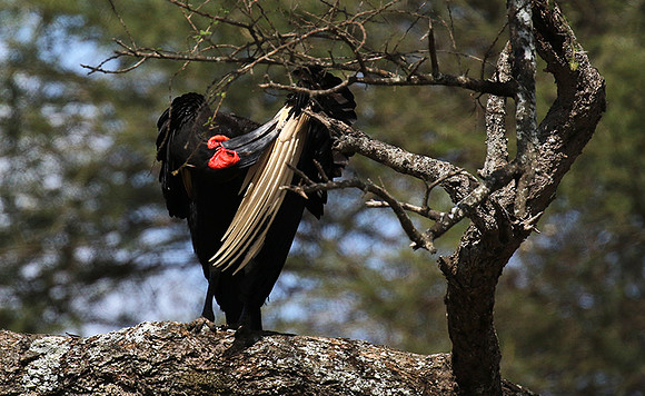 Ground hornbill - Tarangire