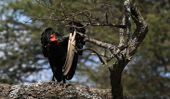 Ground hornbill - Tarangire