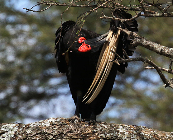 Ground hornbill - Tarangire