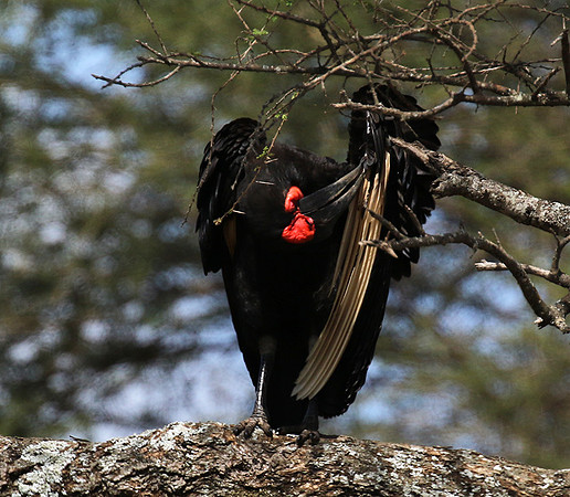 Ground hornbill - Tarangire