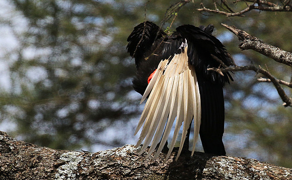 Ground hornbill - Tarangire