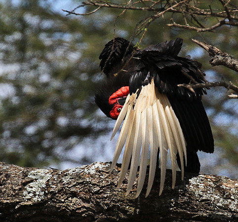 Ground hornbill - Tarangire