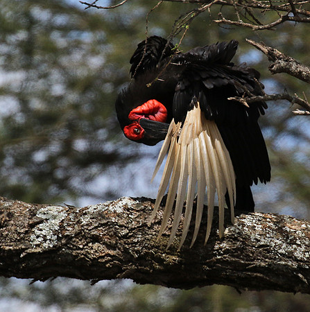 Ground hornbill - Tarangire