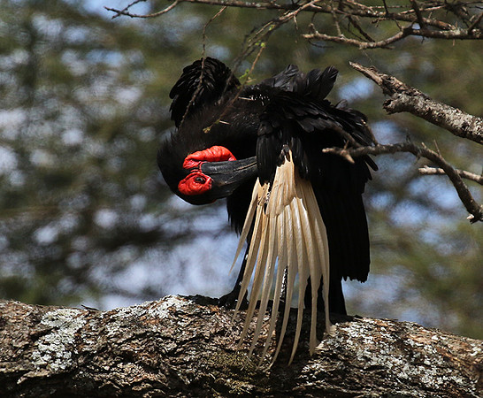 Ground hornbill - Tarangire