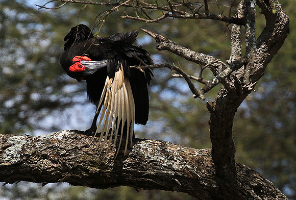 Ground hornbill - Tarangire
