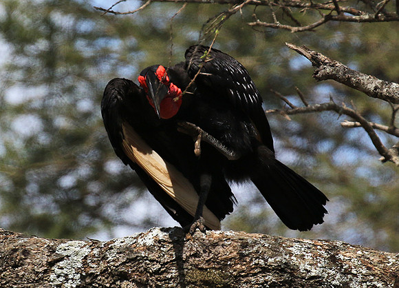 Ground hornbill - Tarangire