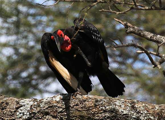 Ground hornbill - Tarangire
