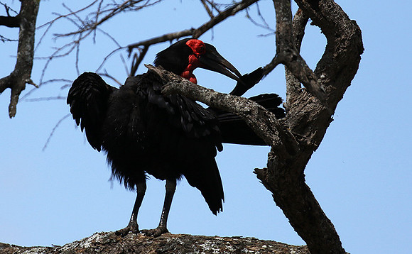 Ground hornbill - Tarangire