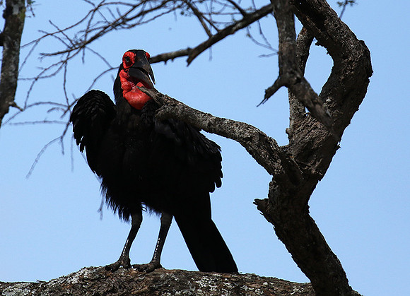 Ground hornbill - Tarangire