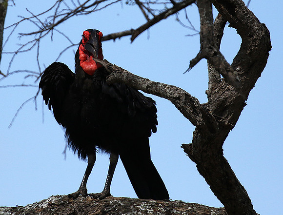Ground hornbill - Tarangire