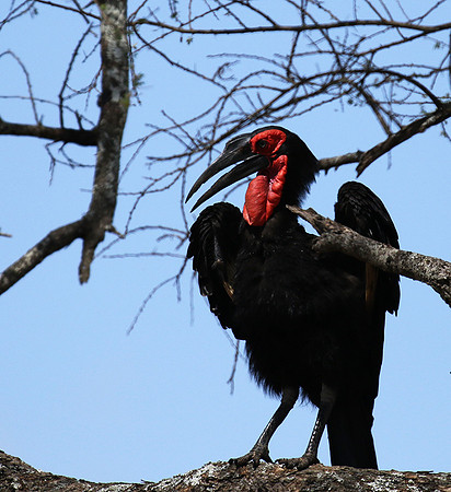 Ground hornbill - Tarangire