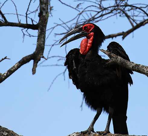 Ground hornbill - Tarangire