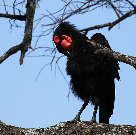 Ground hornbill - Tarangire