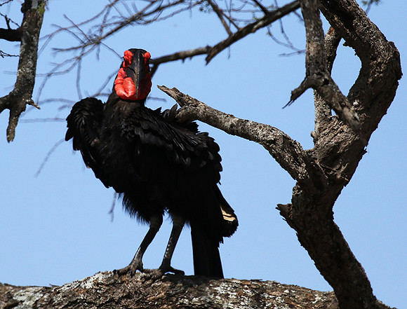Ground hornbill - Tarangire