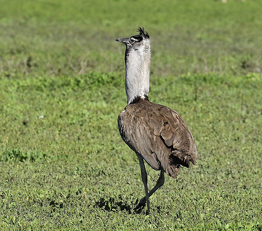 Kori bustard -Mwiba