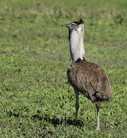 Kori bustard -Mwiba