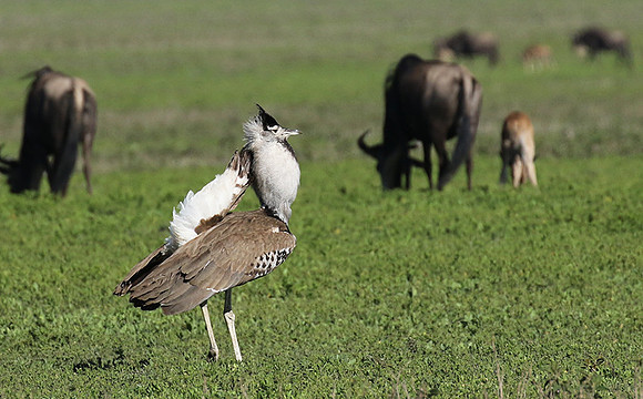 Kori bustard -Mwiba