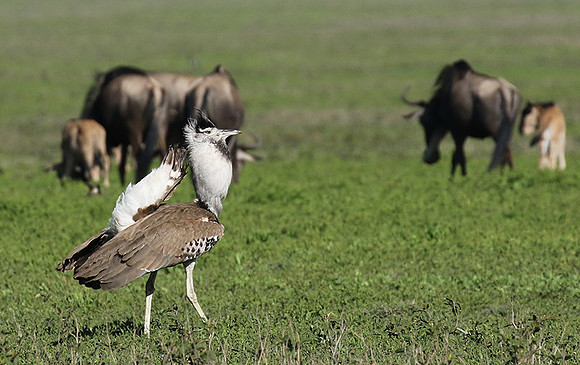 Kori bustard -Mwiba
