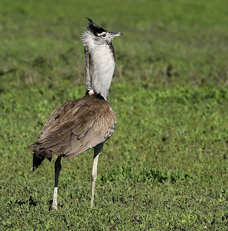 Kori bustard -Mwiba