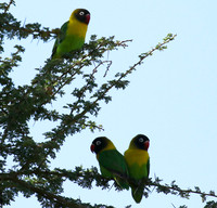Love birds - Tarangire