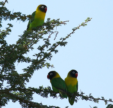 Love birds - Tarangire