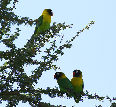 Love birds - Tarangire