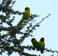 Love birds - Tarangire