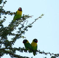 Love birds - Tarangire