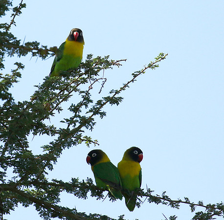 Love birds - Tarangire