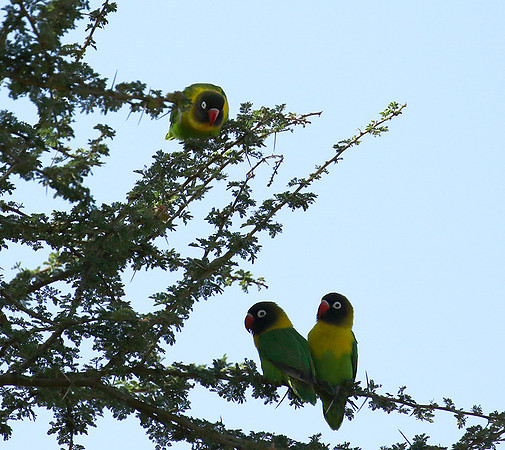 Love birds - Tarangire
