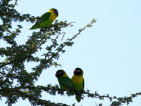 Love birds - Tarangire