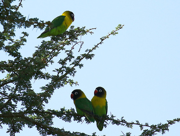 Love birds - Tarangire