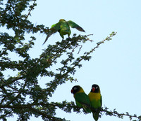 Love birds - Tarangire
