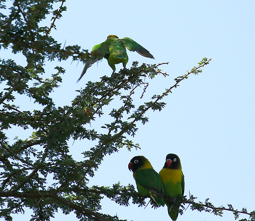 Love birds - Tarangire