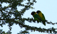Love birds - Tarangire