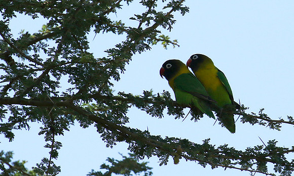 Love birds - Tarangire