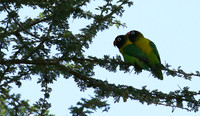 Love birds - Tarangire