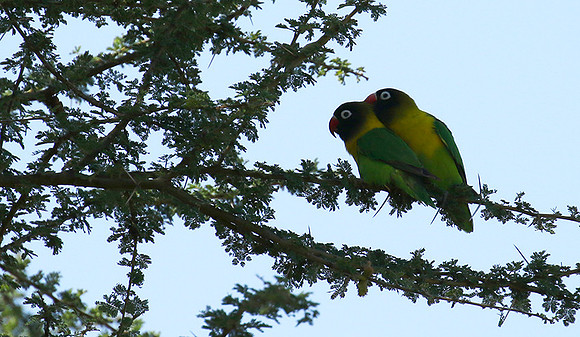 Love birds - Tarangire