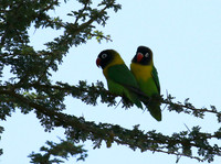Love birds - Tarangire