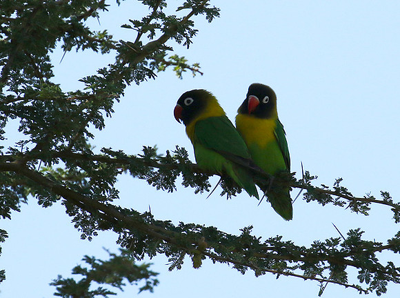 Love birds - Tarangire