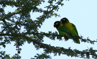 Love birds - Tarangire