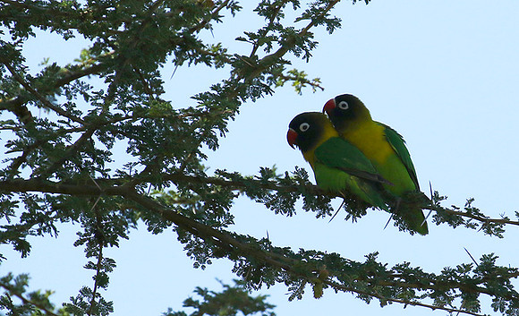 Love birds - Tarangire