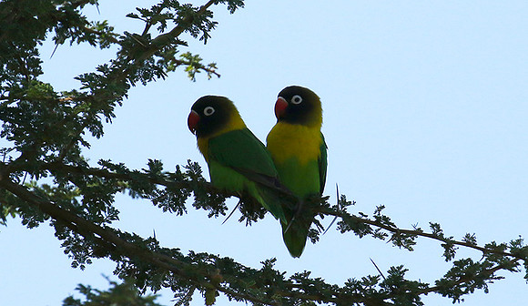 Love birds - Tarangire