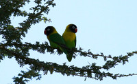 Love birds - Tarangire