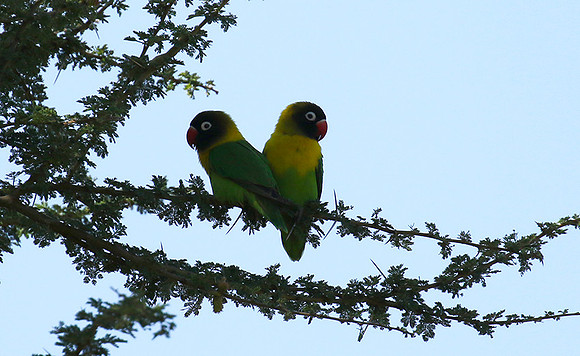 Love birds - Tarangire
